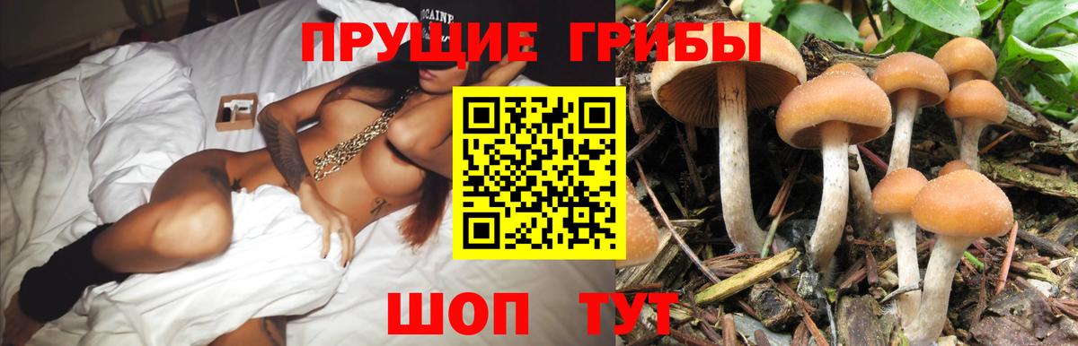 Галлюциногенные грибы GOLDEN TEACHER  Галлюциногенные грибы мицелий  Вход с VPN  Чернушка 